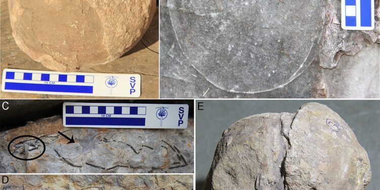 بھارت کے سب سے بڑے ڈائنوسار سے تعلق رکھنے والے 92 فوسل گھونسلے دریافت