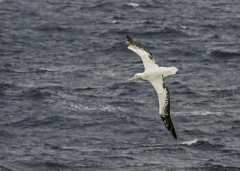 پروں کو کھول زمانہ اڑان دیکھتا ہے