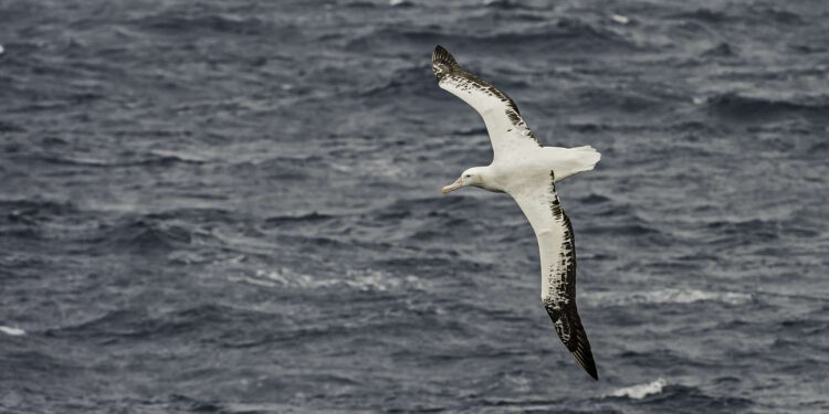 پروں کو کھول زمانہ اڑان دیکھتا ہے