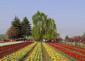ایشیا کا سب سے بڑا ٹیولپ گارڈن 19 مارچ سے سیاحوںکا استقبال کرنے کیلئے تیار