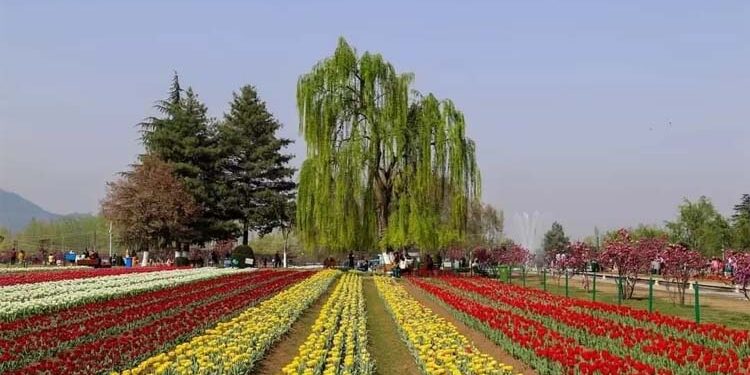 ایشیا کا سب سے بڑا ٹیولپ گارڈن 19 مارچ سے سیاحوںکا استقبال کرنے کیلئے تیار