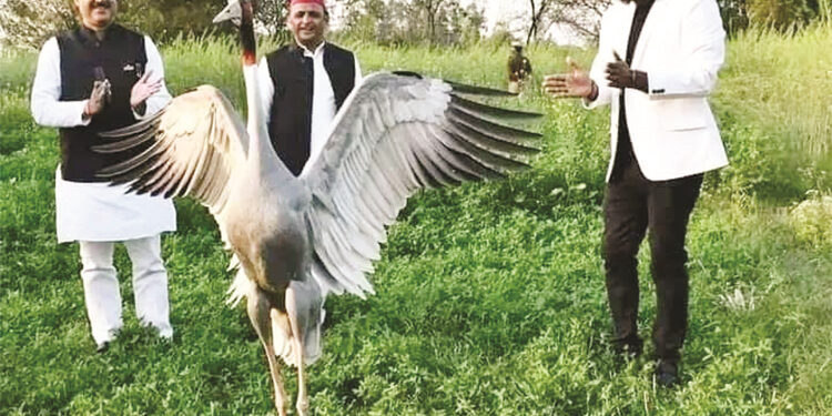 …اور نفرت کی گھنائونی سیاست نے سارس کو عارف سے جدا کردیا