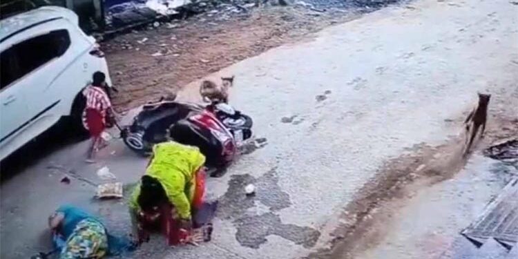آوارہ کتوں سے بچنے کیلئے اسکوٹی سوار خاتون بچے سمیت سڑک پر کود گئی