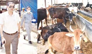 کسانوں سے رابطہ کرکے گایوں کیلئے بھوسا عطیہ کرایا جائے