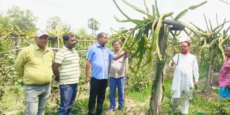 ڈی سی ایل آر للت نے سنیل کو ڈریگن فروٹ کاشت کرنے کی ترغیب دی۔