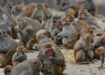 بندر پکڑنے پر 1800 روپے ملیں گے، نوٹیفکیشن جاری