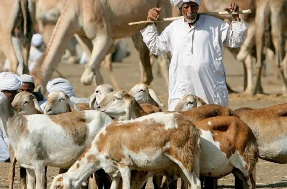 قربانی کی جگہ اس کی رقم ضرورت مندوں کو دینا