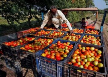 مہنگائی کا اثر: ٹماٹر خریدنے کے لیے نیپال کا ٹکٹ کٹا رہے اتراکھنڈ کے لوگ!