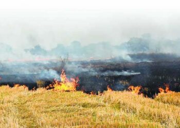 پرالی جلانے کا سلسلہ تھمنے کا نام نہیں لے رہا