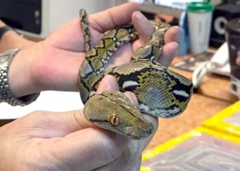 چین میں ایئرپورٹ پر مسافر کی پتلون سے 100 زندہ سانپ برآمد