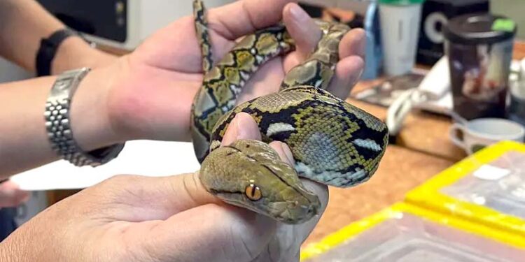 چین میں ایئرپورٹ پر مسافر کی پتلون سے 100 زندہ سانپ برآمد