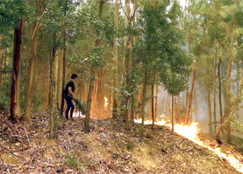 پرتگال نے جنگلات کی آگ بجھانے کیلئے اسپین اور مراکش سے مدد طلب کرلی