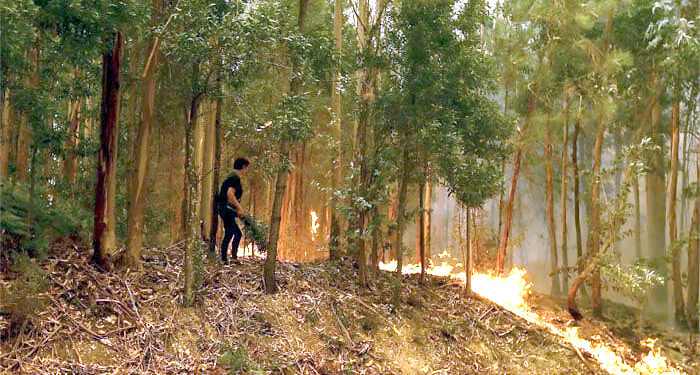 پرتگال نے جنگلات کی آگ بجھانے کیلئے اسپین اور مراکش سے مدد طلب کرلی