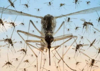 شمالی کوریا سے مچھروں کا داخلہ بھی بند، جنوبی کوریا نے سرحد پر مشین لگا دی