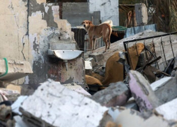 غزہ کی گلیوں میں آوارہ کتے لاشیں کھا رہے ہیں، رپورٹ