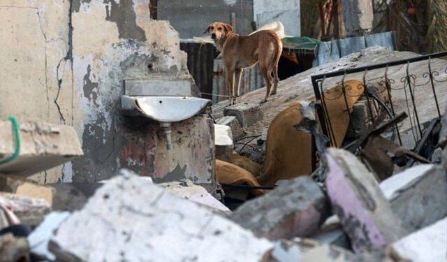 غزہ کی گلیوں میں آوارہ کتے لاشیں کھا رہے ہیں، رپورٹ