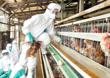 جاپان کے پولٹری فارمز پر برڈ فلو کا حملہ، ہزاروں مرغیاں مار دی گئیں