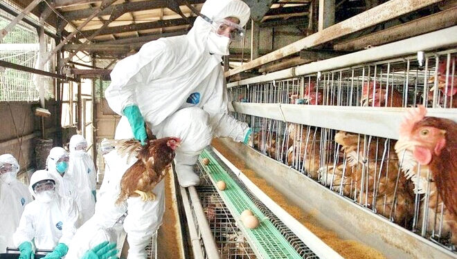 جاپان کے پولٹری فارمز پر برڈ فلو کا حملہ، ہزاروں مرغیاں مار دی گئیں