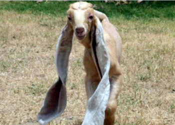 سعودی عرب میں 44 لاکھ روپے کا کمسن بکرا، ایک منفرد نیلامی کی سنسنی خیز کہانی