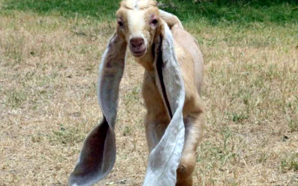 سعودی عرب میں 44 لاکھ روپے کا کمسن بکرا، ایک منفرد نیلامی کی سنسنی خیز کہانی