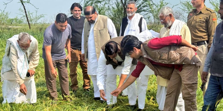 نوح میں ژالہ باری سے فصلوں کو نقصان: ایم ایل اے آفتاب نے کیا گاؤں کا دورہ