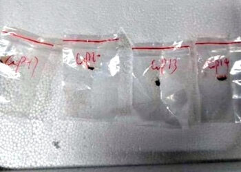 امریکہ میں زہریلی فنگس کی اسمگلنگ کرنے کے الزام میں چینی سائنسدان گرفتار