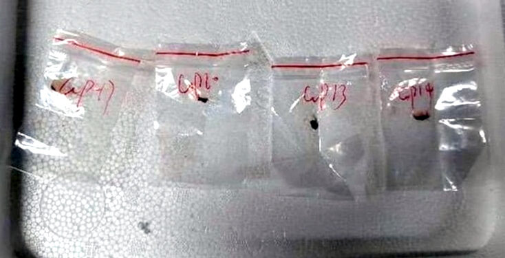 امریکہ میں زہریلی فنگس کی اسمگلنگ کرنے کے الزام میں چینی سائنسدان گرفتار