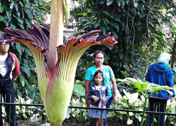 دنیا کا نایاب ترین اور سب  سے بدبو دار پھول چوری