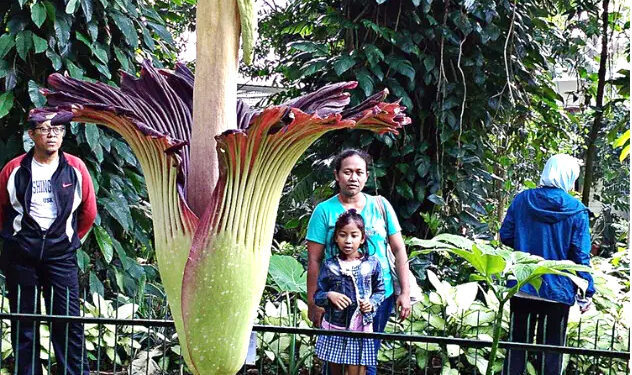 دنیا کا نایاب ترین اور سب  سے بدبو دار پھول چوری