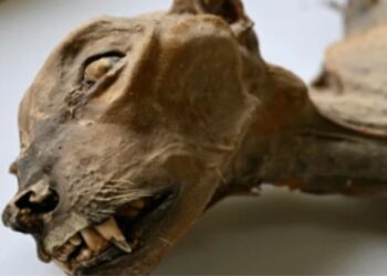 سعودی عرب کے غاروں سے 4800 سال پرانے حنوط شدہ چیتے دریافت