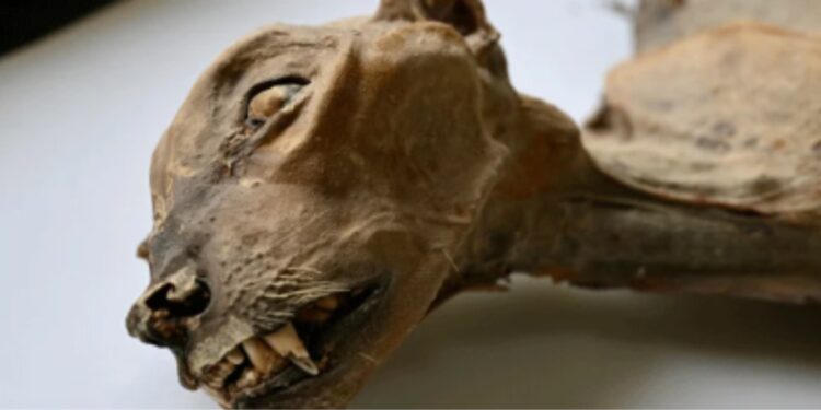 سعودی عرب کے غاروں سے 4800 سال پرانے حنوط شدہ چیتے دریافت